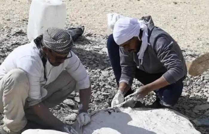 عاشت قبل 66 مليون عام... إكتشاف أقدم سلحفاة في مصر (صور)