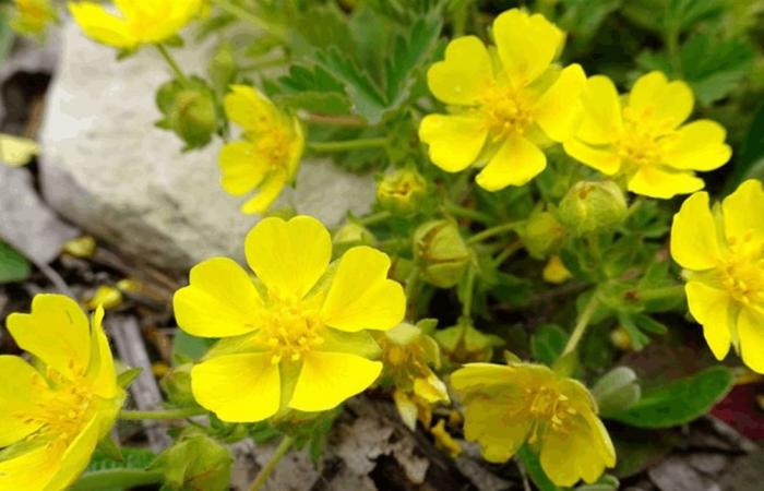 زهرة برية تقاوم أخطر البكتيريا المقاومة للمضادات