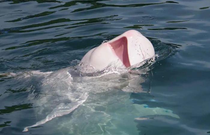 ظهور نادر لدولفين ريسو قبالة سواحل دهب