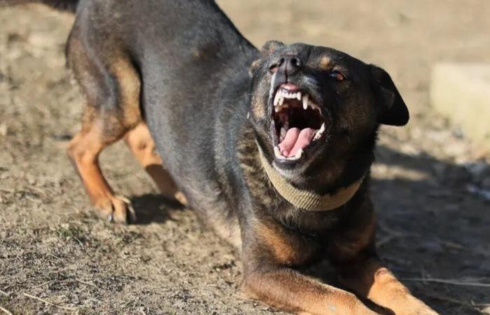 حادثة مرعبة.. رضيع يفارق الحياة بعد هجوم كلب داخل شقته!