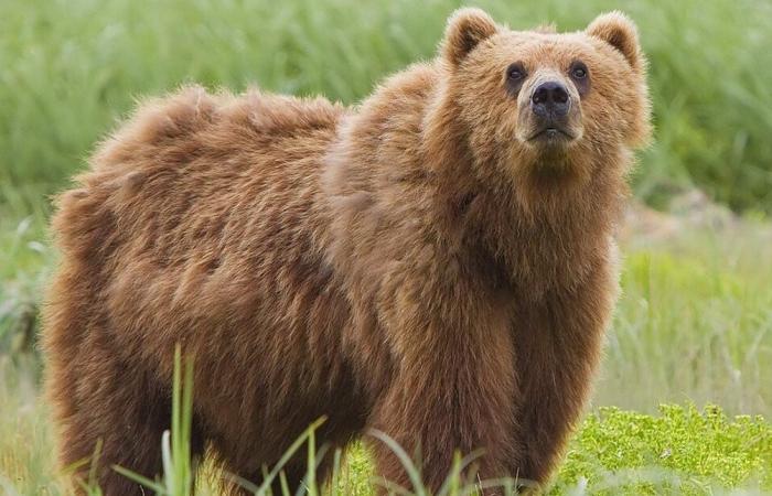 بالفيديو.. دب يخرج فجأة من سيارة ويتسبب بهلع سيدة وفرارها