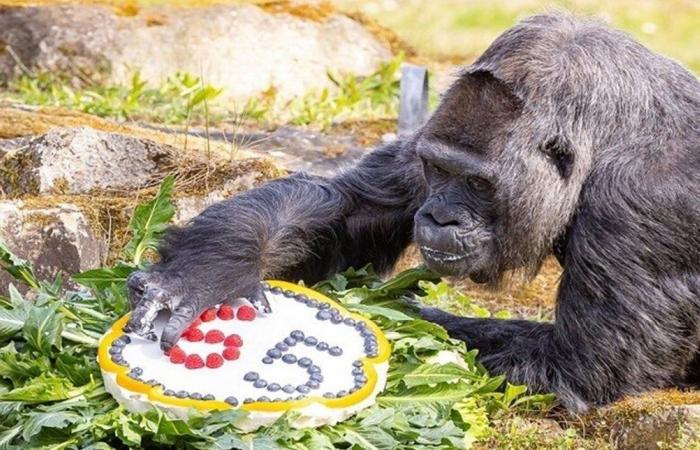 بالصورة... أكبر غوريلا بالعالم تحتفل بعيد ميلادها الـ69 في برلين