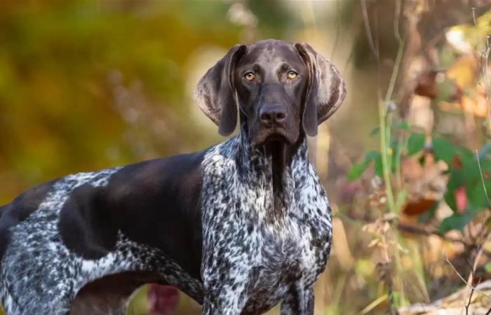 حادثة لافتة.. كلب ينقذ سكان منزل من حريق اندلع فجراً (صور وفيديو)
