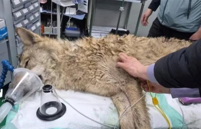 بعد مطاردة استمرت 9 أيام.. اعتقال الذئب "الهارب"