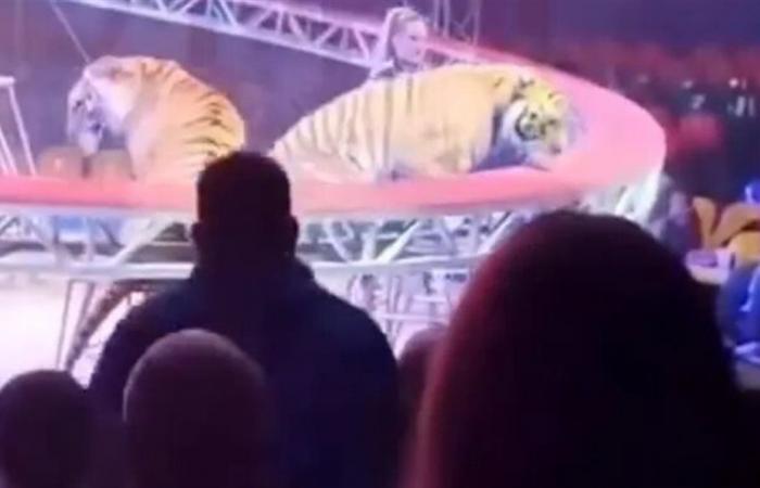 لحظات رعب في سيرك روسي...نمر يقتحم الجمهور