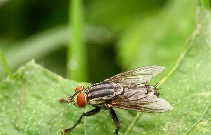 في دولة عربيّة... إنتشار مفاجئ للذباب!