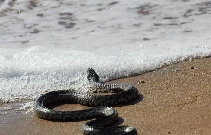 دراسة جديدة: جميع الثعابين قادرة على السباحة والهجوم تحت الماء