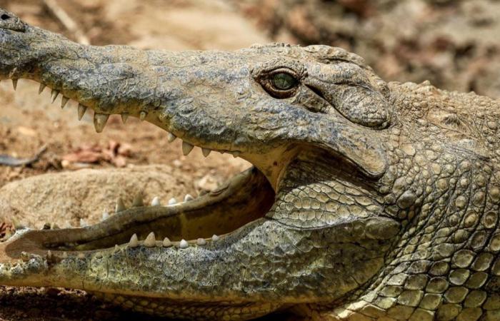 في زيمبابوي... تمساحٌ ضخم اقتحم فندقاً وتوجّه نحو المطعم! (فيديو)