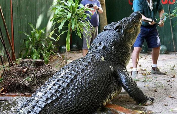 واقعة لا تُصدق.. تمساح جائع يقتحم فندقاً ويتوجه مباشرة نحو المطعم (فيديو)