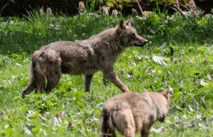في قلب محمية إيطالية.. نفوق 18 ذئباً يفتح تحقيقاً بالتسميم