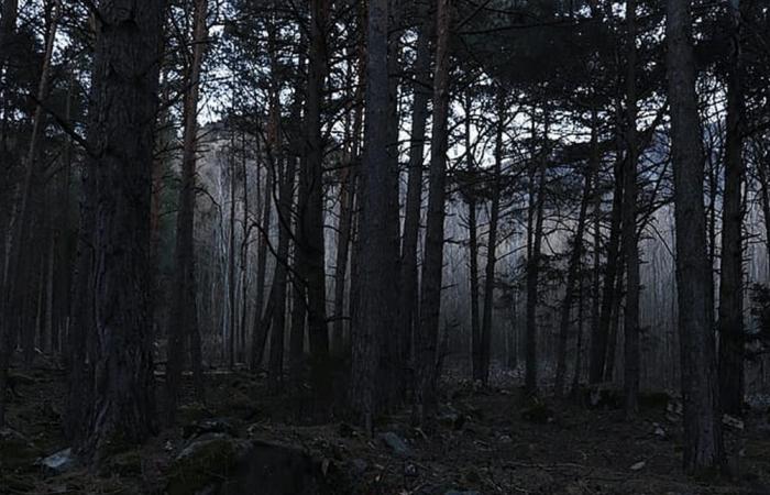 حادثة مروّعة.. هكذا فقد "مليونير" حياته داخل غابة!