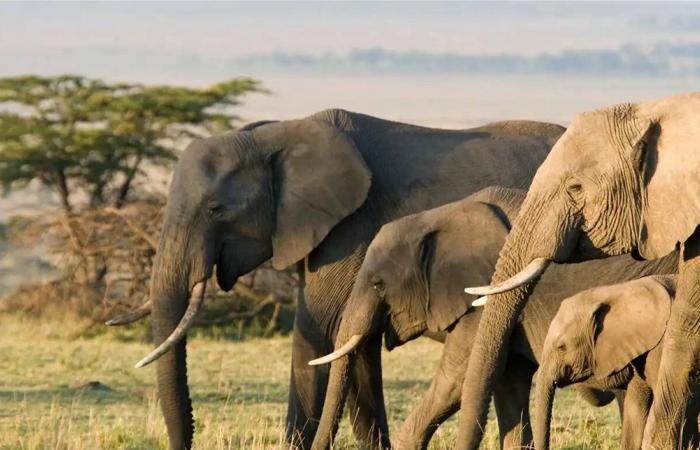 في الأدغال.. رحلة صيد تنتهي بمقتل مليونير أميركي في أفريقيا