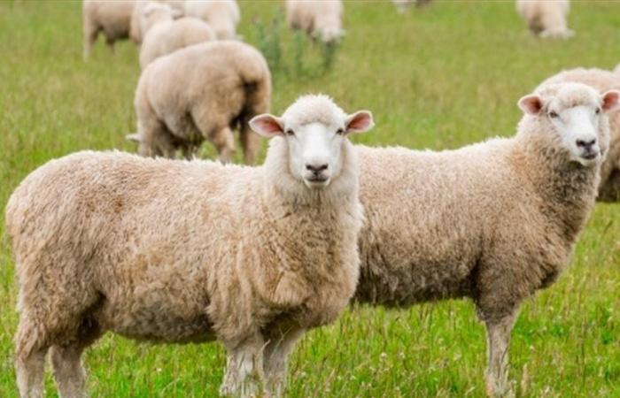 بالفيديو... صاعقة رعدية قتلت قطيع أغنام