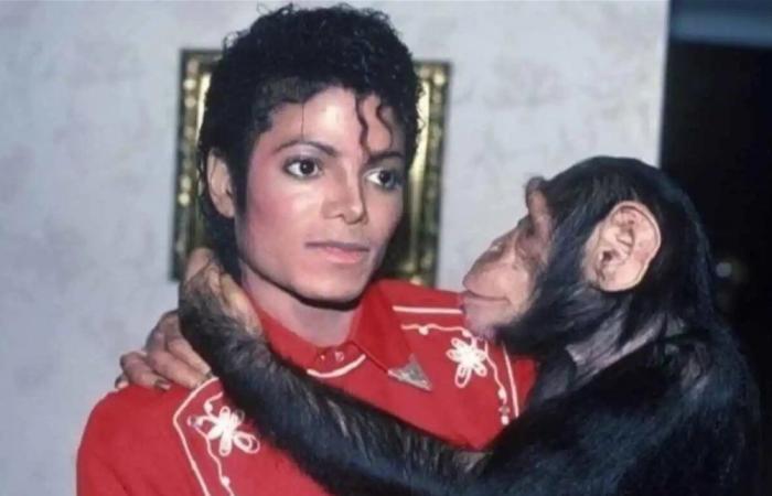 بعد سنوات مع مايكل جاكسون.. أين اختفى القرد "بابلز"؟