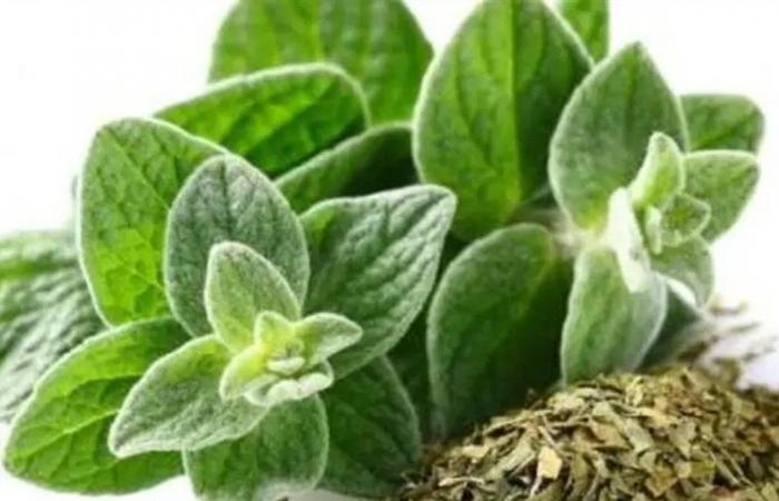 رغم محدودية الأدلة.. اليكم فوائد الاوريغانو