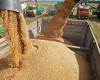 ارتفاع رسوم تصدير القمح في روسيا