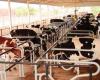 البرازيل توقف تصدير لحوم الأبقار إلى الصين