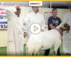 الكويت : بيع خروف في مزاد علني بـ 200 ألف دولار – فيديو