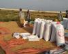 مصر: ارتفاع سعر الأرز مع بدء موسم الحصاد