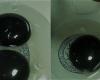 إوزة تضع بيضاً بصفار أسود اللون تثير حيرة العلماء