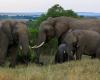 أوغندا: فيل يدهس سائح سعودي حتى الموت
