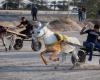 البحرين : سباق شعبي للحمير والبغال