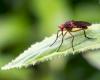 الصحة العالمية تحذر من الفيروسات التي تسببها الحشرات.. تعرف إليها