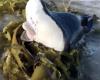 أستراليا: كائن بحري غريب يظهر على شاطئ بوندي (فيديو)