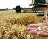 روسيا ترفع رسوم تصدير القمح