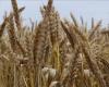 الهند.. موجة حر مبكرة تؤدي إلى انخفاض إنتاج القمح