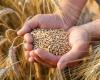 روسيا تعلن عن زيادة كبيرة في صادرات الحبوب
