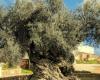 في كريت اليونانية… أقدم شجرة زيتون حية في العالم ما زالت تُثمر (فيديو)